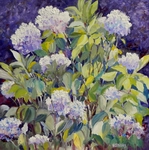 Kensington Hydrangeas